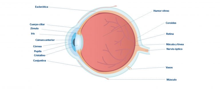 Globo Ocular Estructura Y Partes Del Ojo Humano Blog De Cl Nica Baviera