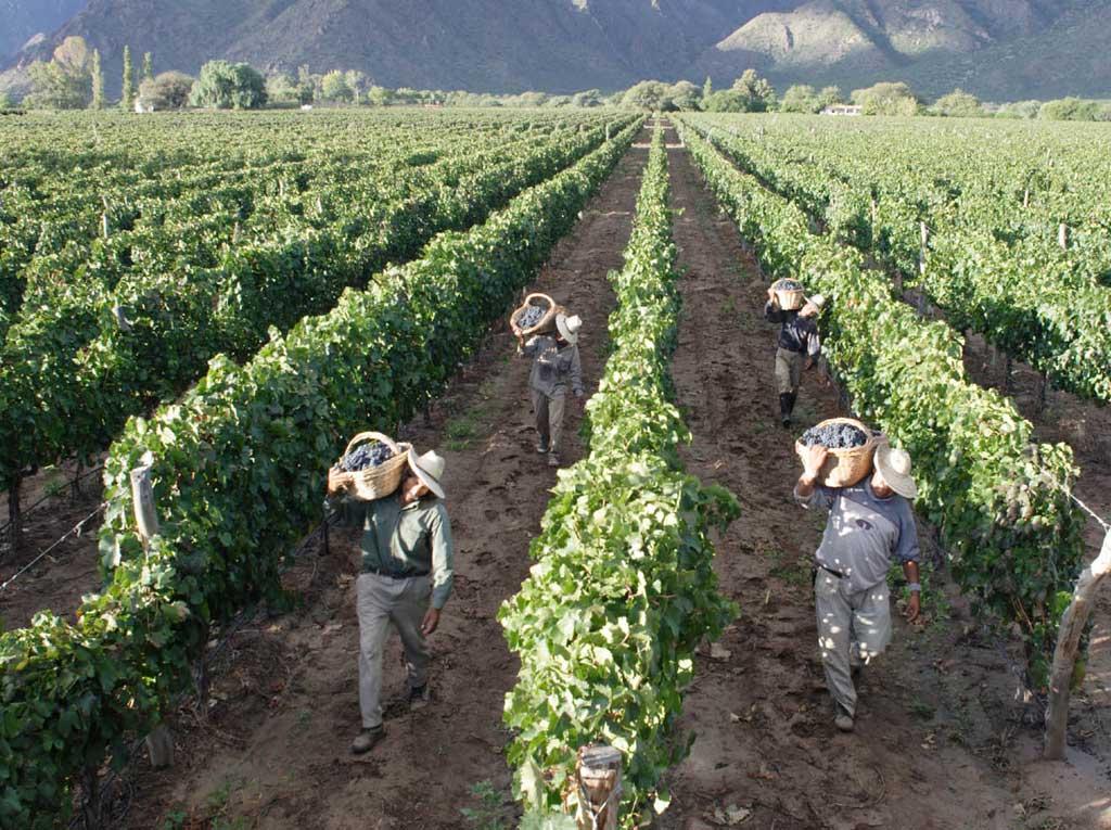 Trabajadores durante la vendimia