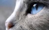 Perfil gato gris con ojos azules