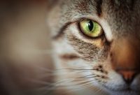 Gato marrón con ojos verdes
