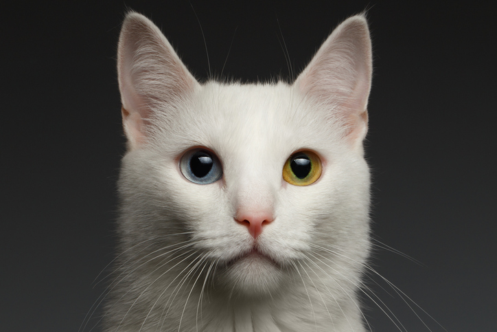 Gato con un ojo azul y otro verde