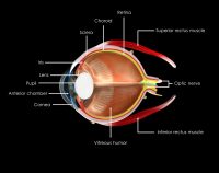 Partes del globo ocular