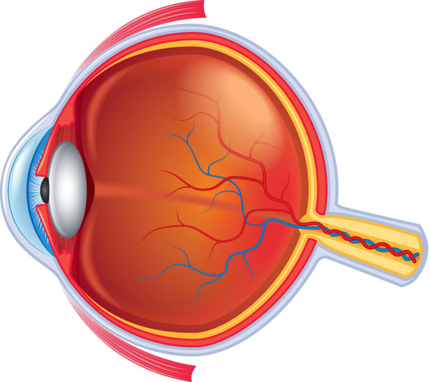 Partes del ojo