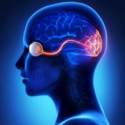 Vía óptica o visual: ¿qué es?