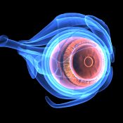 El ojo y sus partes: anatomía de un órgano fundamental