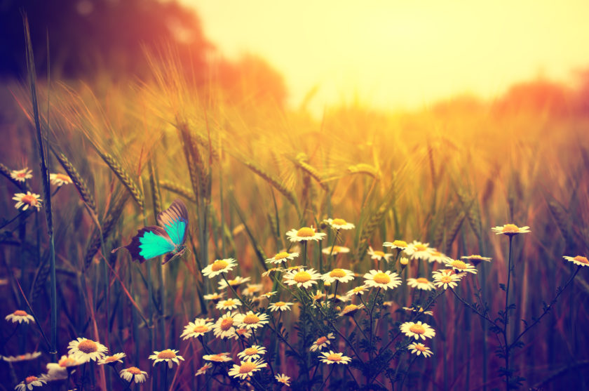 Imagen de un prado con flores y una mariposa
