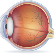 ¿Qué es la fóvea del ojo?