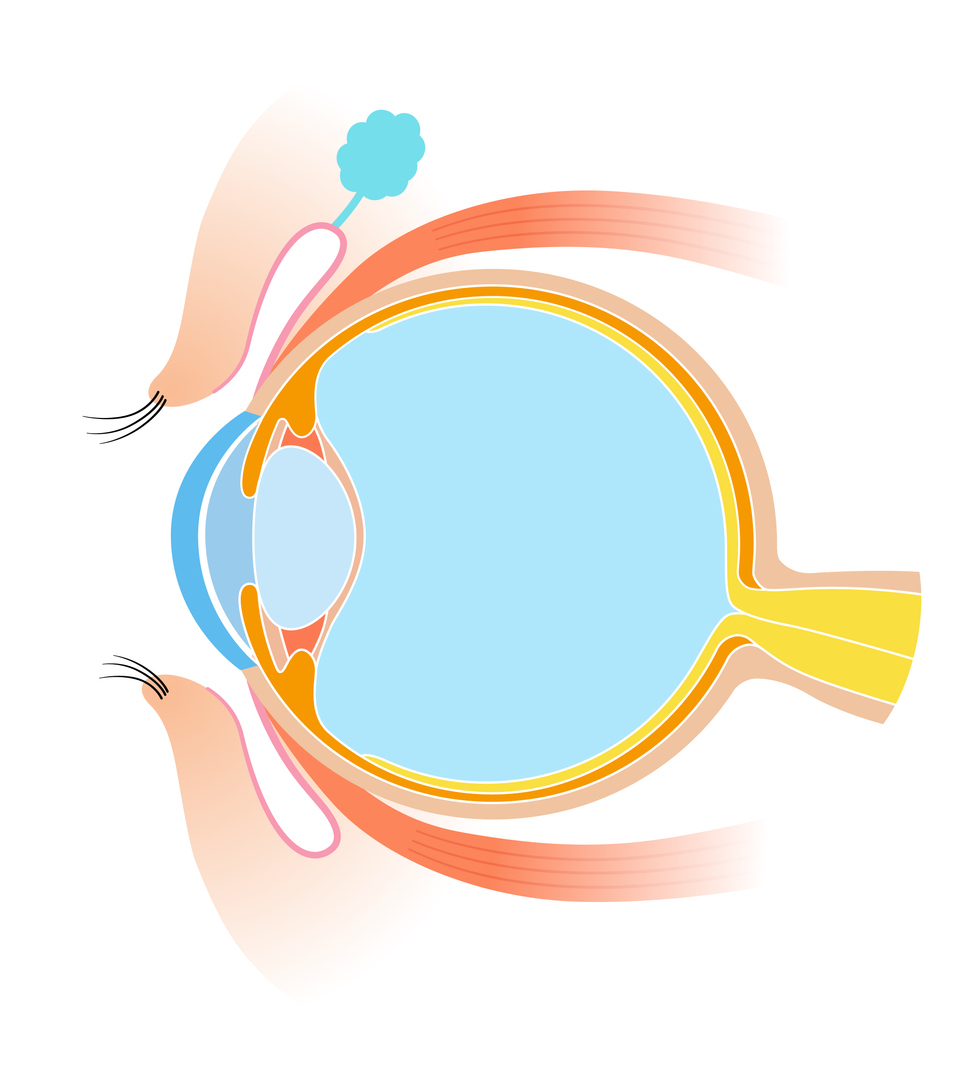 Diagrama de un ojo