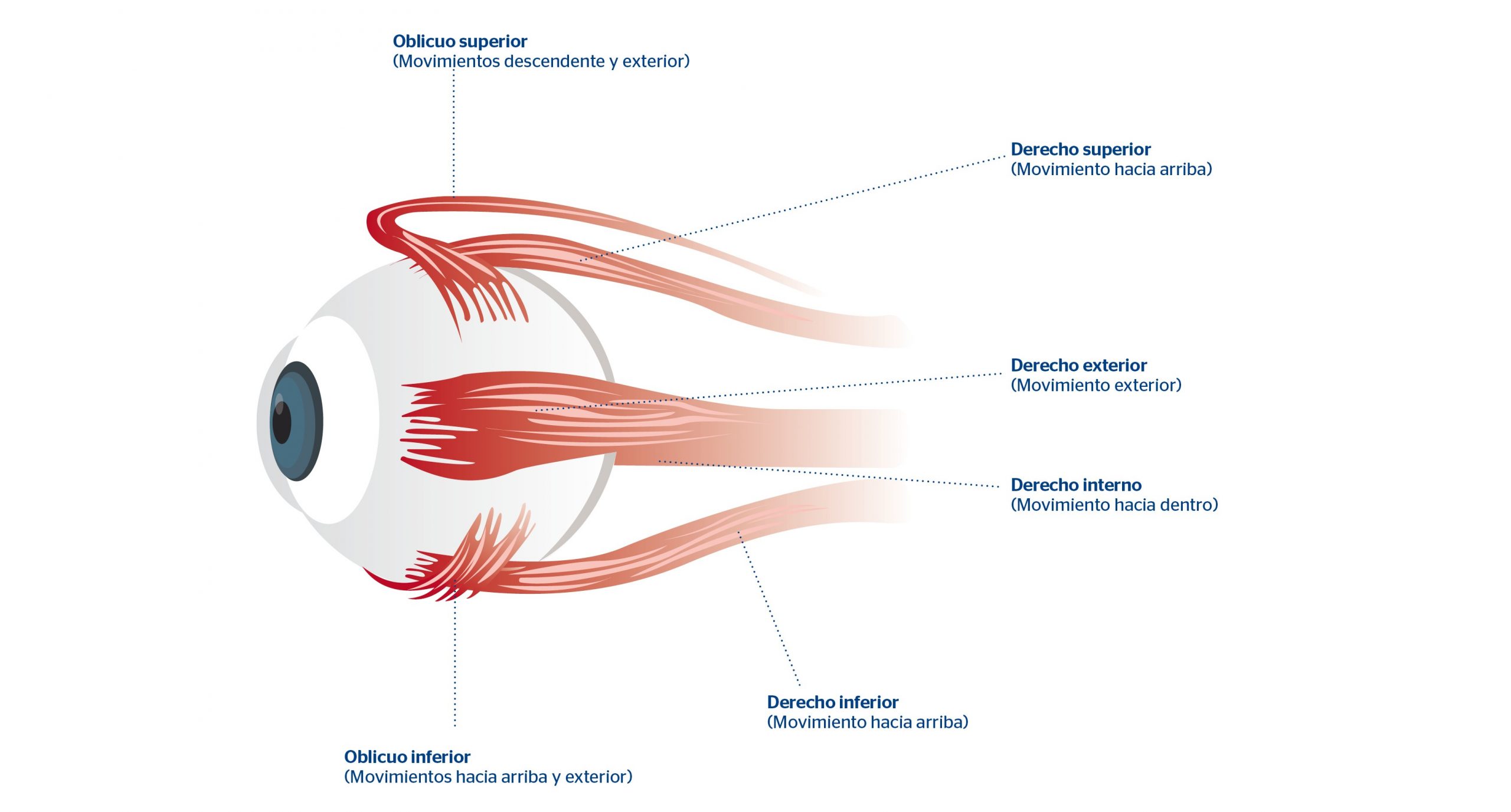 Movimentos Extrinsecos Dos Musculos Oculares Estrabismo
